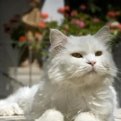Отель Gatto Bianco Hotel & SPA Италия, Капри - отзывы, цены и фото номеров - забронировать отель Gatto Bianco Hotel & SPA онлайн с домашними животными