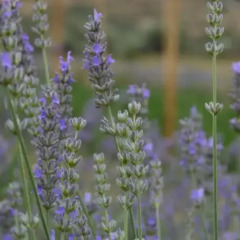Naturalife Farm Hotel