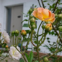 Отель Bed & Breakfast Iles Sont D'ailleurs фото 4
