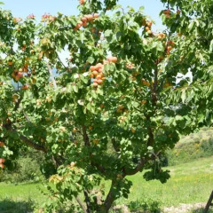 Отель Casale Fusco Сполето фото 12