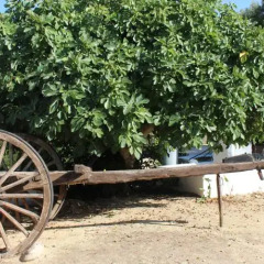 Отель Hacienda los Majadales Испания, Кониль-де-ла-Фронтера - отзывы, цены и фото номеров - забронировать отель Hacienda los Majadales онлайн