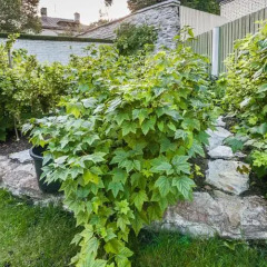 Отель Garden Camping Таллин фото 2