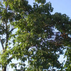 Отель Albero del Kiri B&B Каваньола фото 2