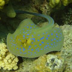 Отель Red Sea Dive Center фото 8