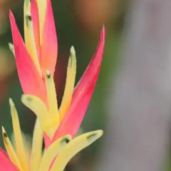 Отель Kabantamor at Hua Hin развлечения