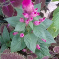 Отель Garden Fiorella Италия, Чинизи - отзывы, цены и фото номеров - забронировать отель Garden Fiorella онлайн фото 9