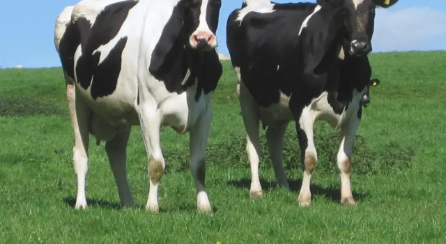 Căsuță Haye Barton Farm