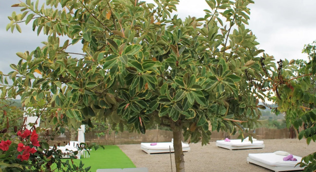 Agroturismo Can Cosmi Prats, Book Hotel Hotels in Ibiza with a Pool, Swimming Pool