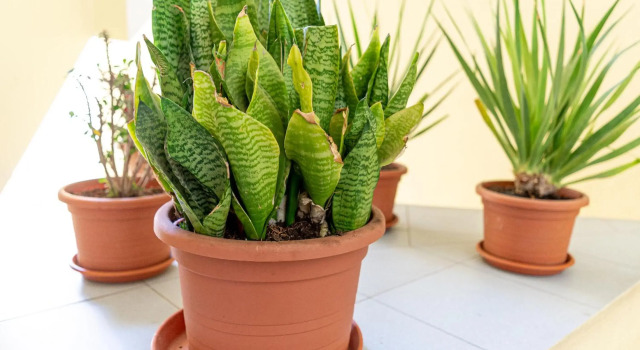 YOLO House - Corralejo, Book Hotel Corralejo Canary Islands