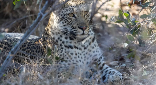 Kapama Kruger Homestead, Prenota Hotel Hotel a Limpopo con parcheggio, Parcheggio