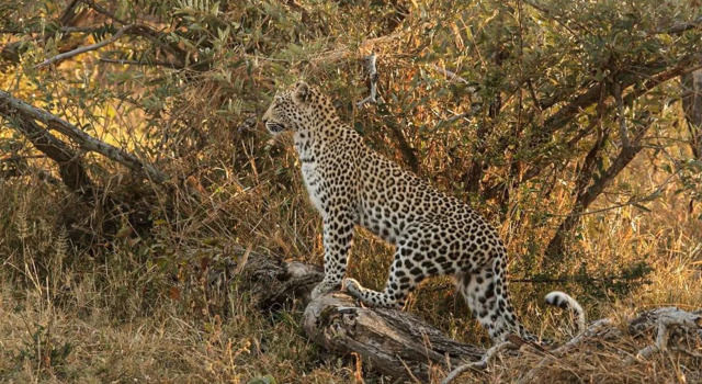 Baobab Ridge Private Lodge, Book Feriehus Hoteller i Limpopo med parkering, Parkering