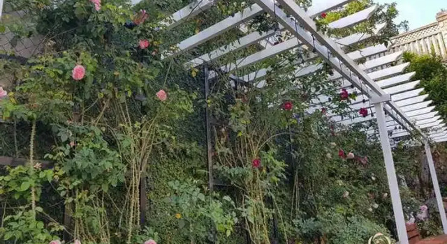 Six Six Garden - Rose Koi Homestay Dalat