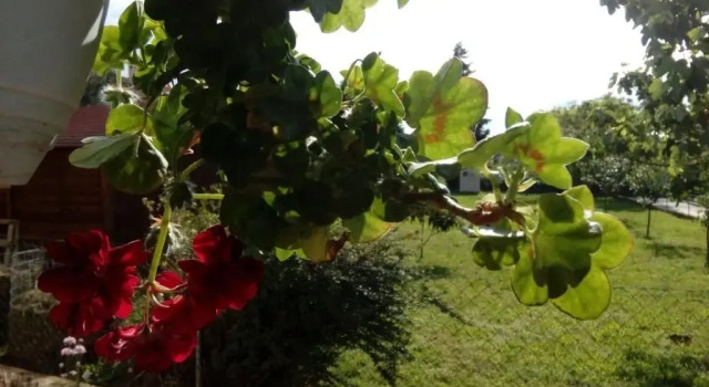 Апартаменты Apartment Flower near Medulin