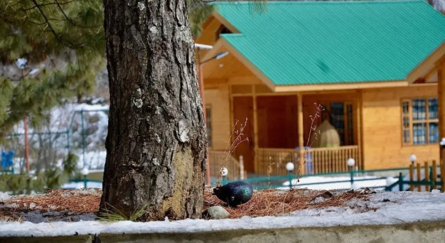 Dawat-e-Drung by FrozenFall Resort, Забронировать Курортный отель Гульмарг Jammu & Kashmir Ski
