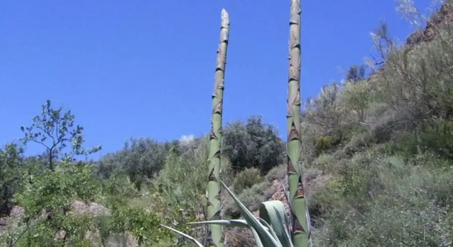 Sierra y Mar, Забронировать Отель Феррейрола La Alpujarra