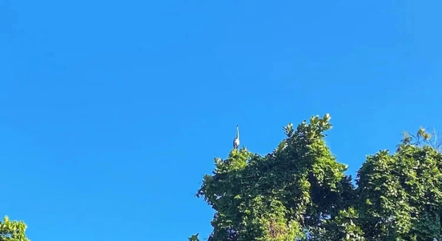 Студия Casa São Conrado