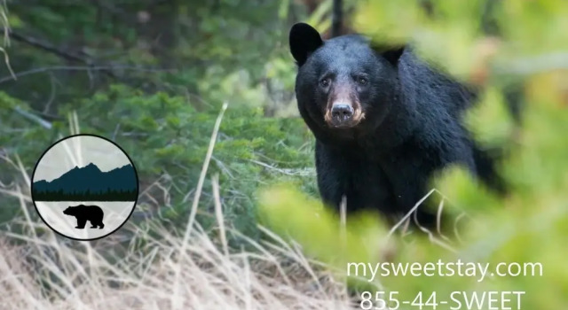 MVC - Unit 3107 - Brother Bear