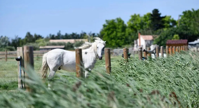 Апартаменты с 2 комнатами Mas Trinita Gîte équestre en Camargue