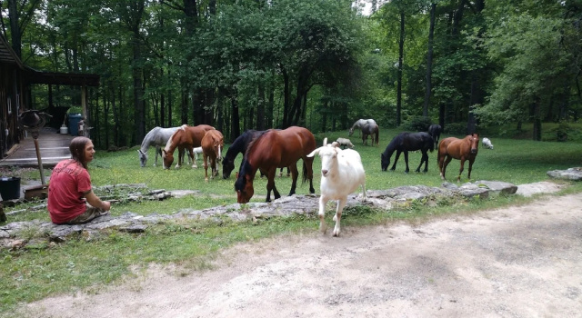 Двухместный семейный номер Standard с 2 комнатами Arrowmont Stables & Cabins
