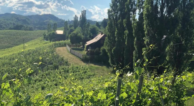 Kranach 5 - Wohnen beim Wein, Book Hotel Gamlitz Styrian Wine Road
