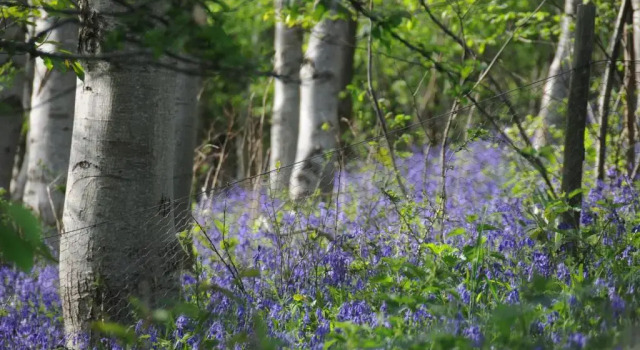 Willowherb Glamping Pod, Varaa Leirintäalue Telttailu ja glamping kohteessa Gloucestershire, Leirintäalue
