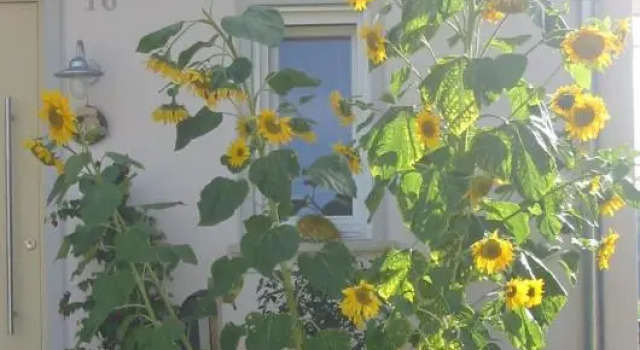 Ferienwohnung am Obstgarten, Réserver Appartement Salem Bade-Wurtemberg