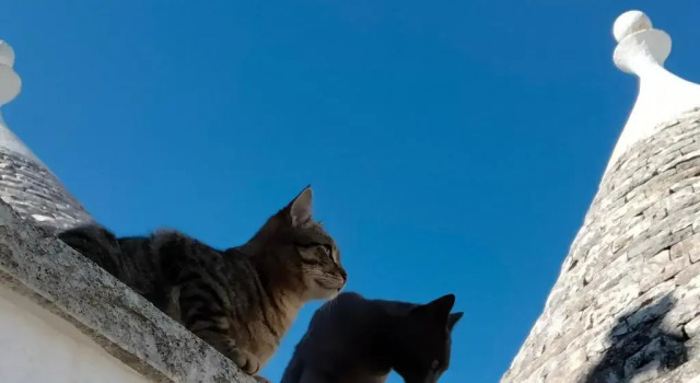 Коттедж Il Trullo del Nonno a Cisternino