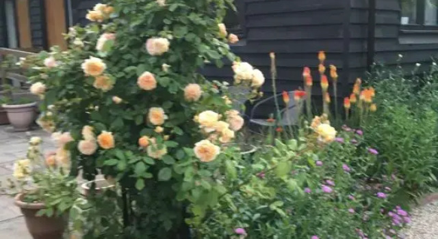 Little Orchard Cottage