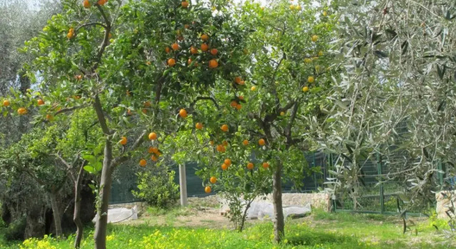 Люкс Comfort Tenuta Santa Maria