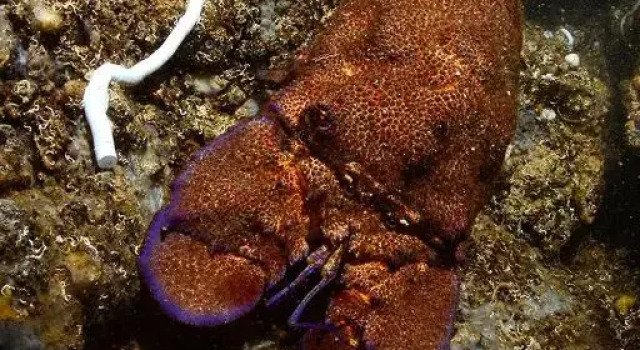 The Patrick