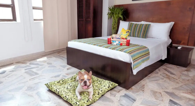 Suite junior con vista TAMA Hotel Granada Real Cali