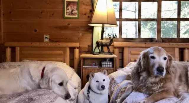 Dogland Someday