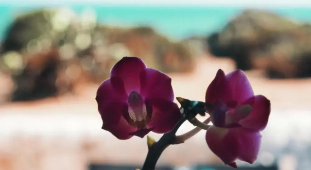 Rosa Marina