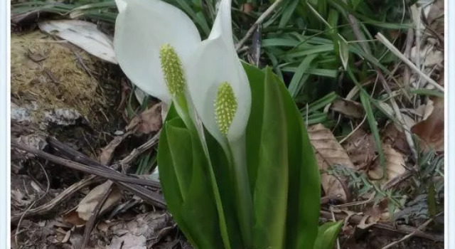 Oze Kogen Hotel, Prenota Hotel Katashina 