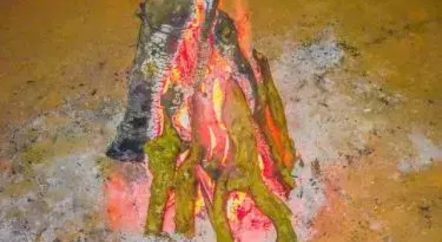 Wildwood Campfires