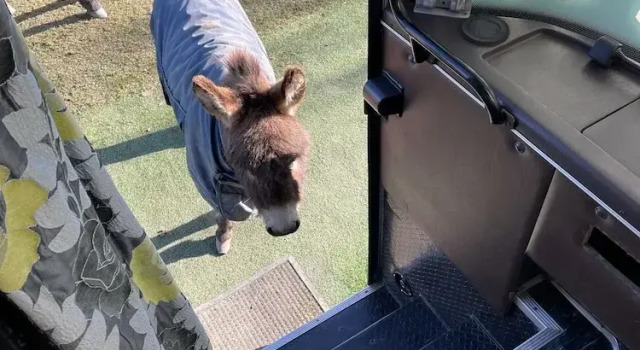 Standard- værelse Fosfelle Glamping