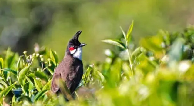 Teanest Nightingale by Nature Resorts and Stays, Забронировать Отель Котагири штат Тамилнад