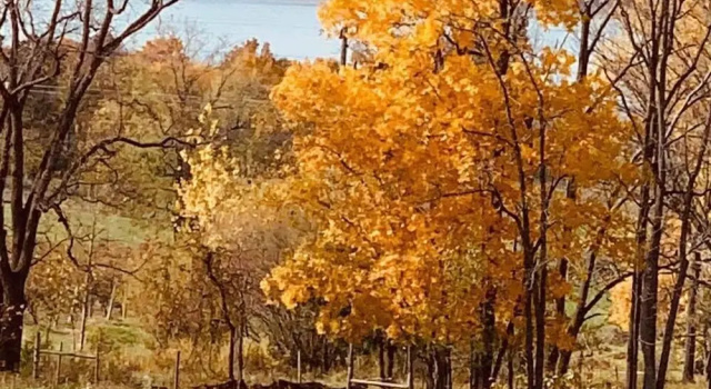 Люкс Magnolia Place Bed & Breakfast