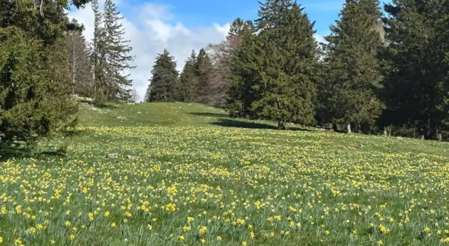 Бунгало Comfort с 2 комнатами Bungalow in Hallschlag