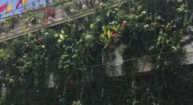 Vertical Garden Hostel, Buchen Sie Hostel Hostels in Mysore, Hostel