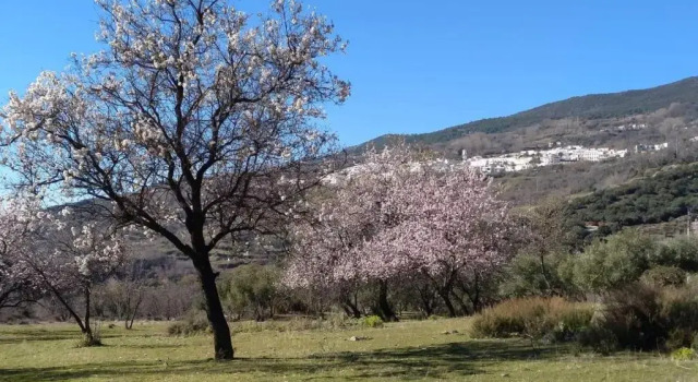 Коттедж Castaño Real