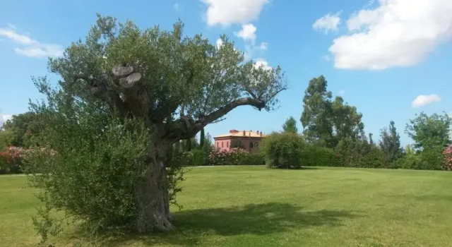 Pelagone