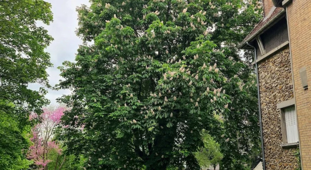 Demeure du saule Madame