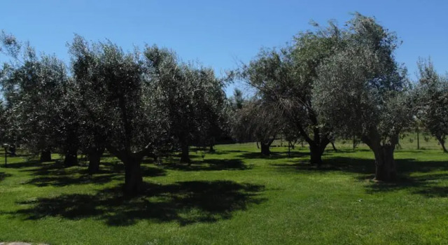 Il Borgo Degli Ulivi