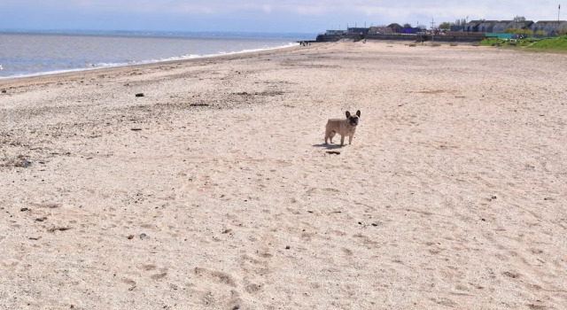 1 Bed Chalet - Sleeps 4 - Pets, Parking, Wifi, Book Chalet Sommerhuse i Sheerness, Hytte