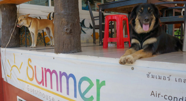 Summer Guesthouse & Hostel