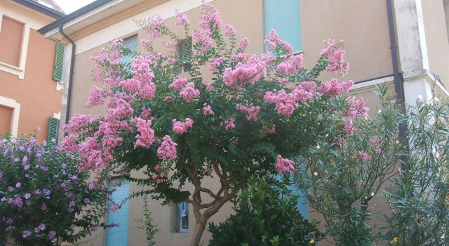 B&B Accorsi