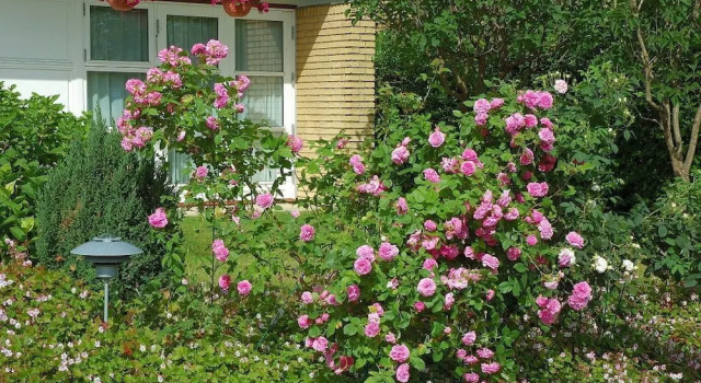 Rose-House Hillerød Bed and Breakfast, Prenota Hotel Hillerod 