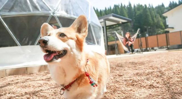 Студия Lupo Forest "GRAN FOREST Echizen Miyama" - Vacation STAY 07123v