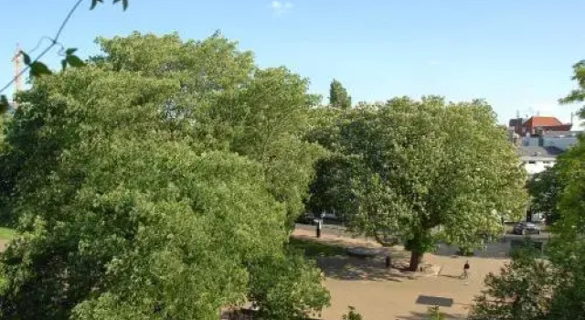 Treetop Apartment, Book Apartment The Hague 